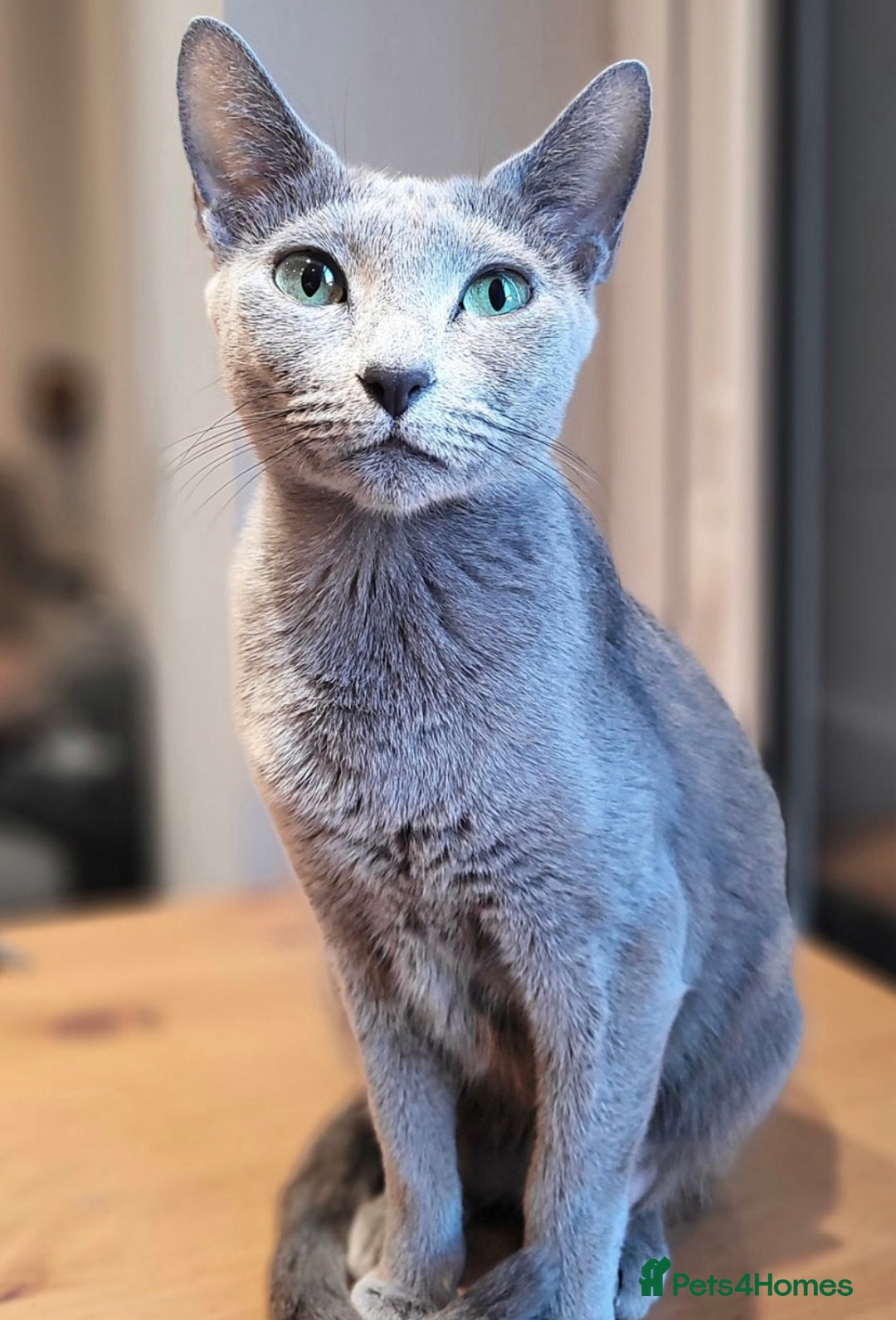 Russian Blue cats for sale: 13 weeks old Russian Blue (male) - Image 3