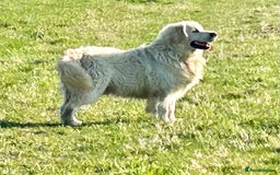 Golden Retriever dogs for sale: KC Reg pups, Health tested parents. - Image 15