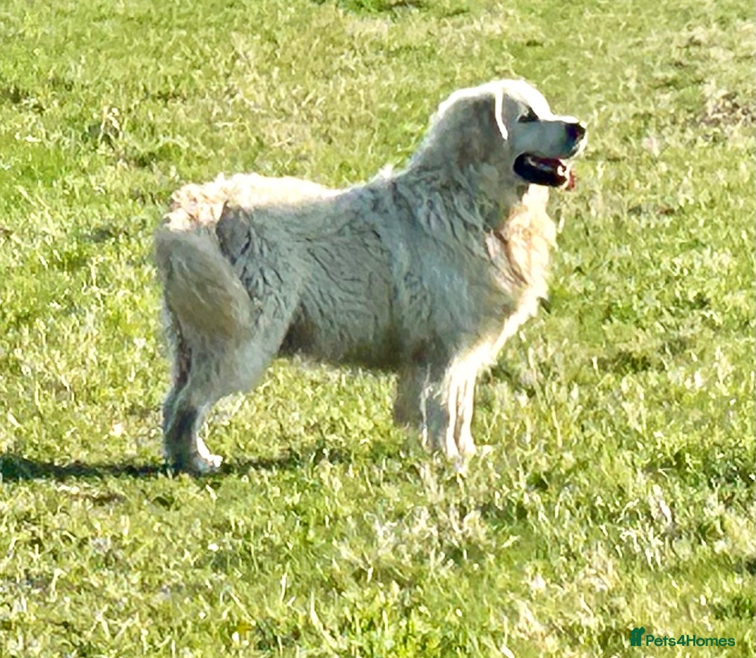 Golden Retriever dogs for sale: KC Reg pups, Health tested parents. - Image 15