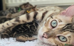 Bengal cats for sale: Gorgeous Pedigree Bengal Kittens  - Image 24