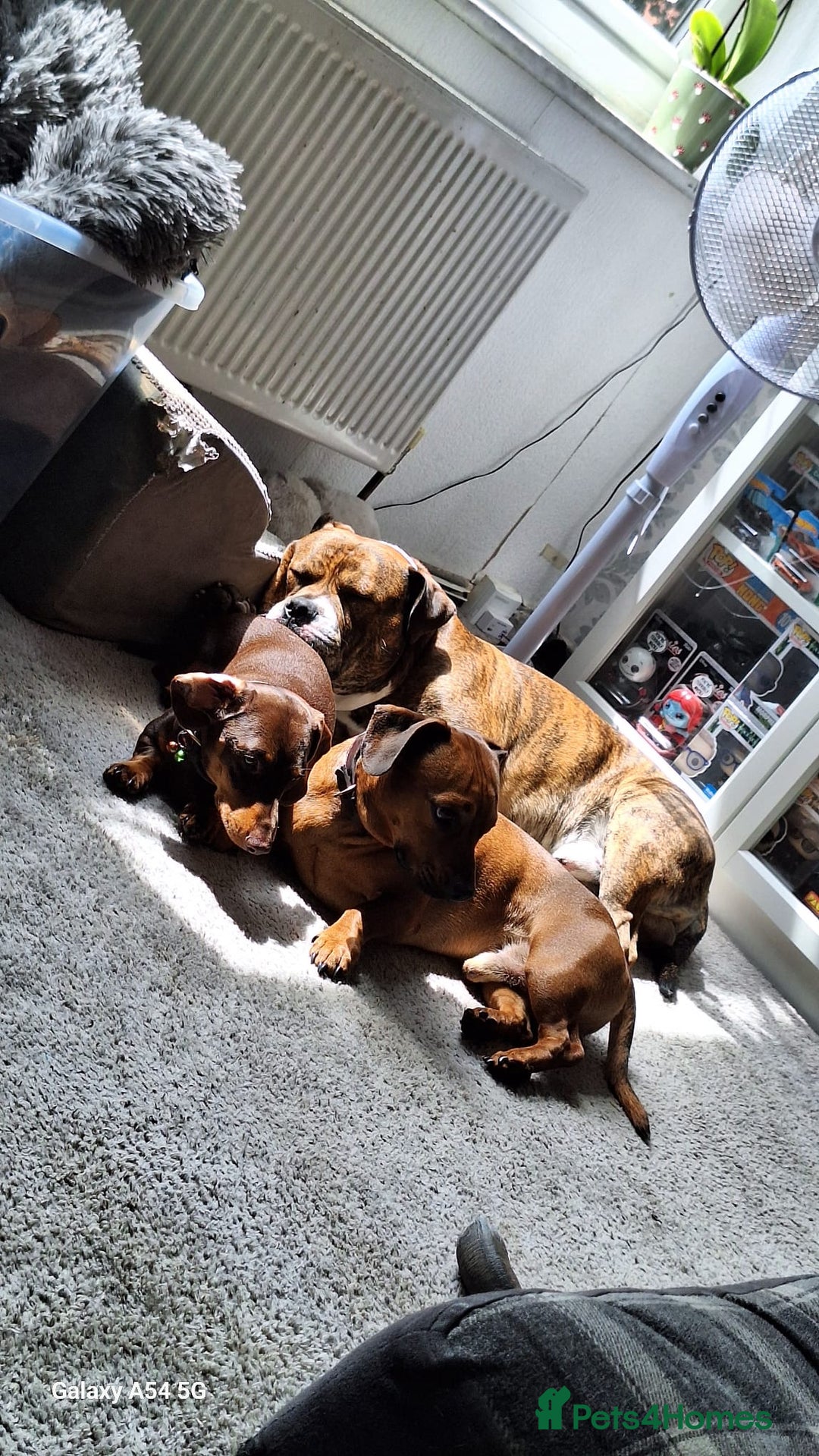 Mixed Breed dogs for sale: Buster  - Image 5