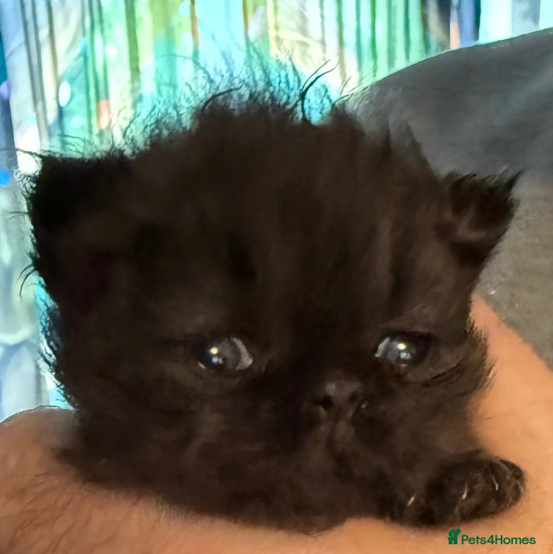 Persian cats for sale: REDUCED Champion Line Black Persians.  - Image 10