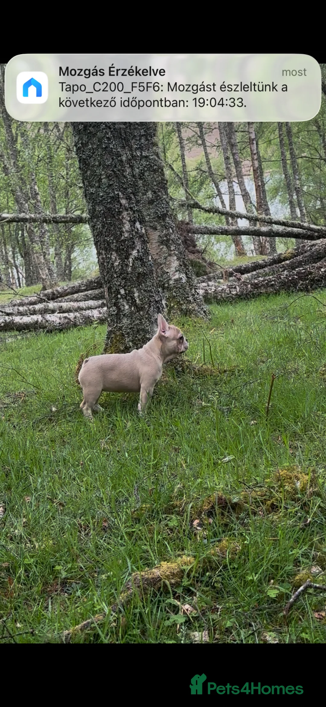 French Bulldog dogs for sale: French bulldog - Advert 1