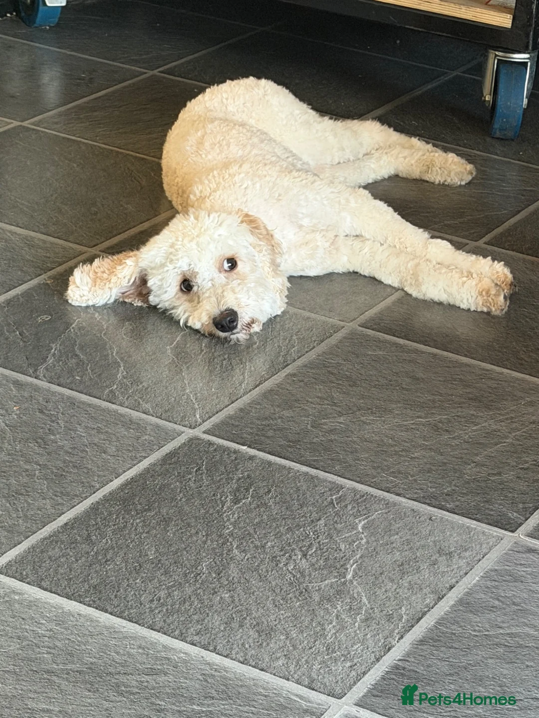 Cavapoo dogs for sale: Female Cavapoo Puppy Looking for a New Home  in London - Advert 2