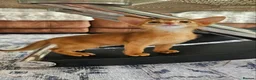 Abyssinian cats for sale: Abyssinian kittens for sale - Advert 25