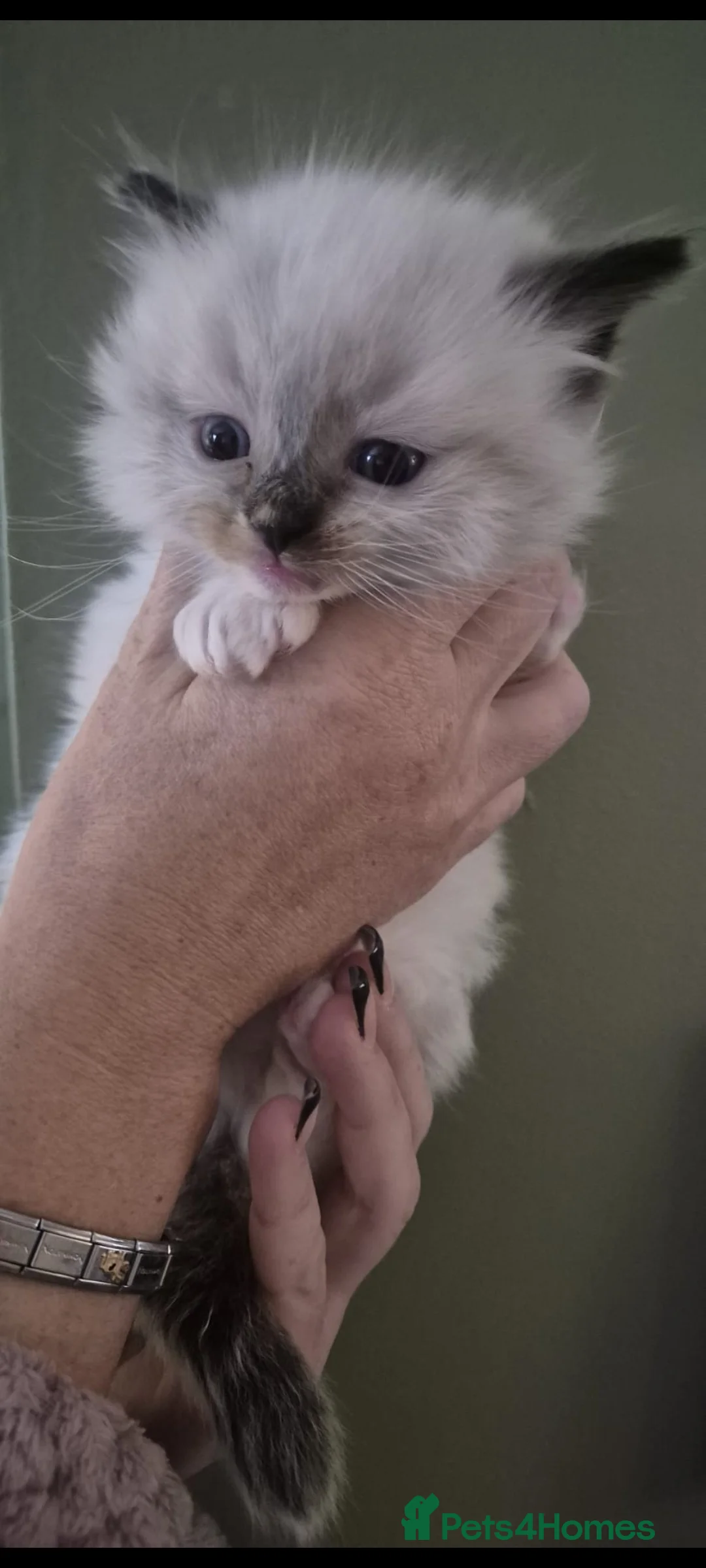 Ragdoll cats for sale: Ragdoll kittens  - Advert 2