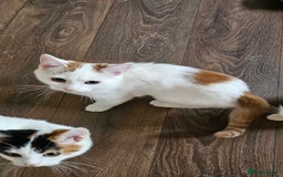 Selkirk Rex cats for sale: Adorable Selkirk Rex Kittens (Straight ) - Image 37