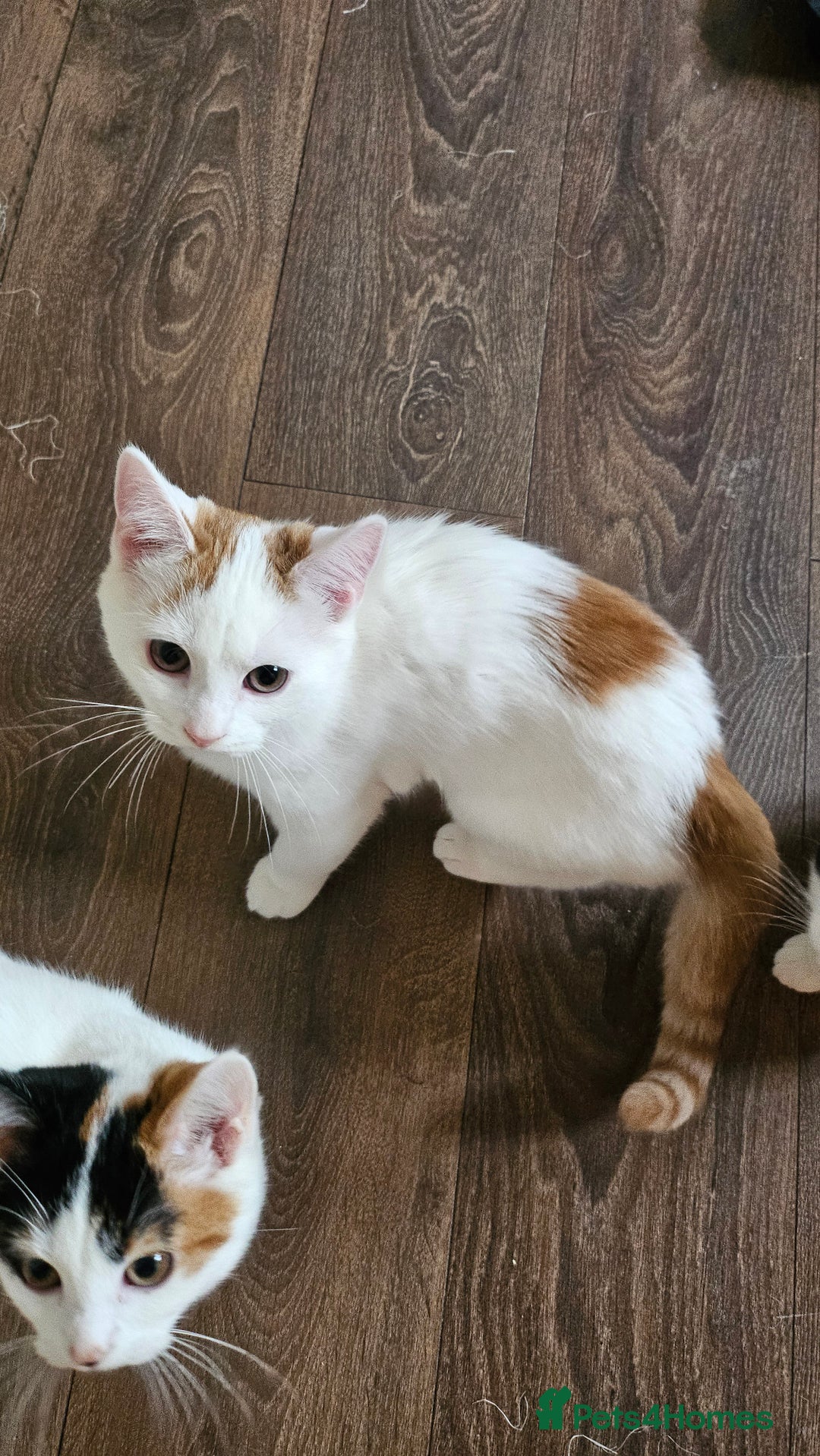 Selkirk Rex cats for sale: Adorable Selkirk Rex Kittens (Straight ) - Image 37