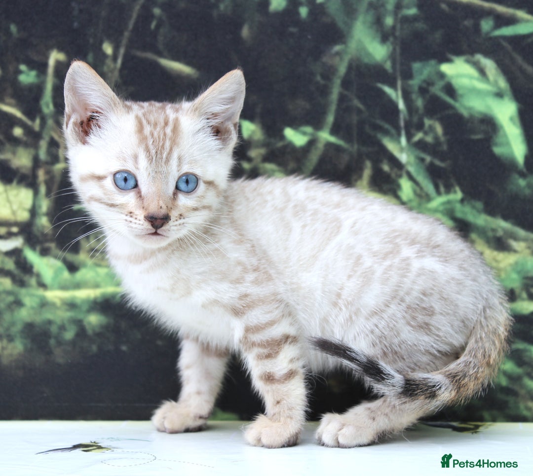 Bengal cats for sale: CUTE SNOW LYNX BENGAL KITTENS (TICA REG) - Image 17