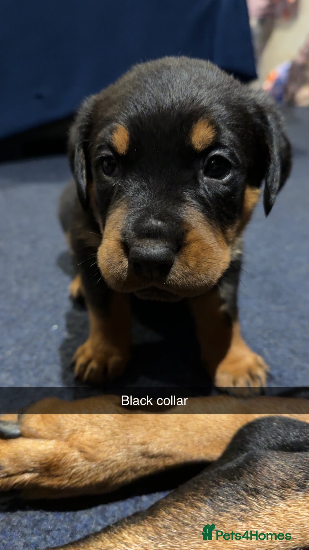 Rottweiler dogs for sale: Gorgeous Rottweiler puppies - Advert 14