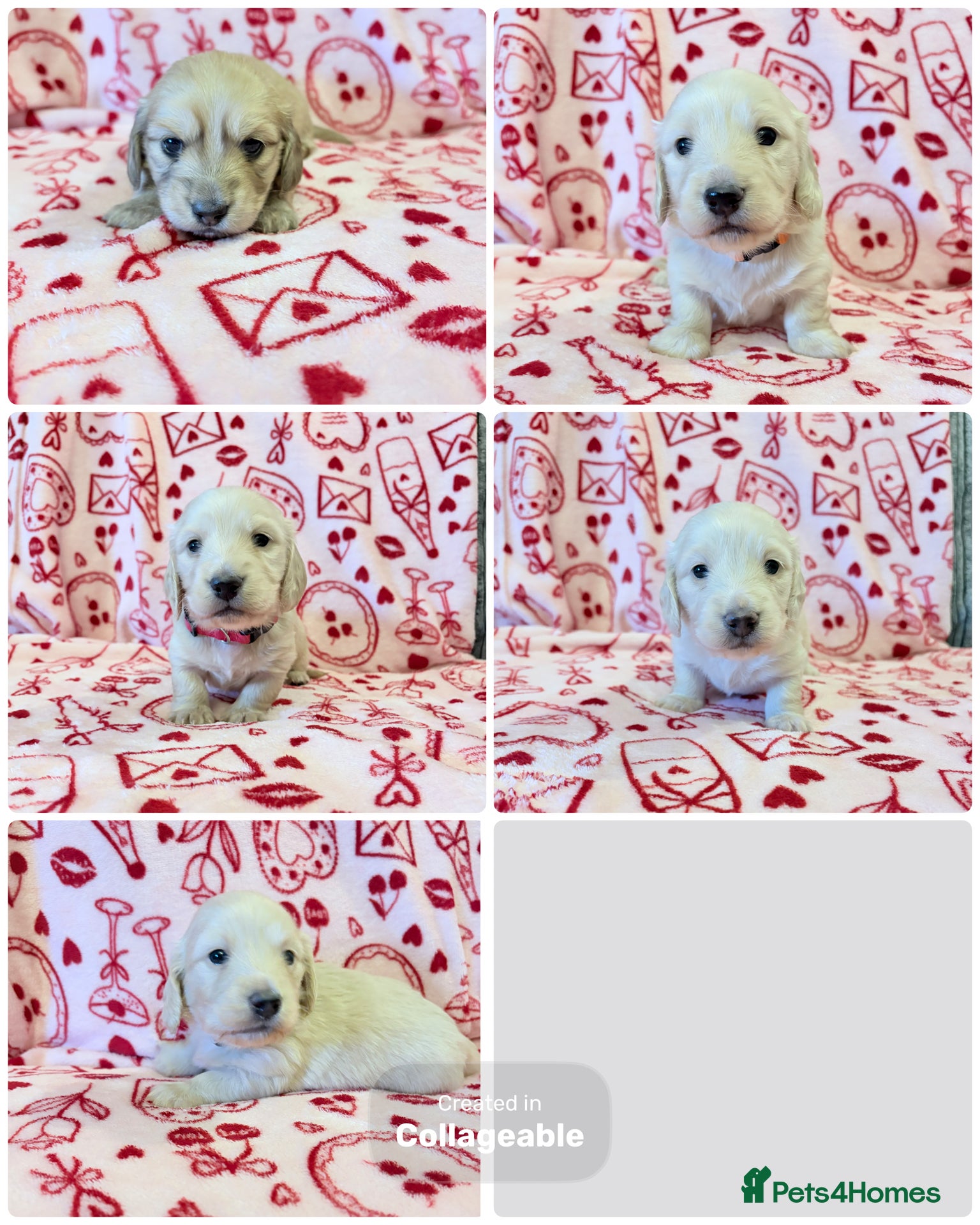 Miniature Dachshund dogs Long haired cream miniature dachshund puppies - Advert 17