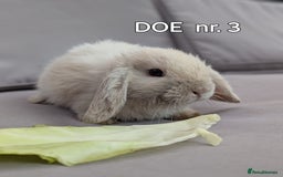 Mini Lop rabbits for sale: CUTE MINI-LOPS - Image 7