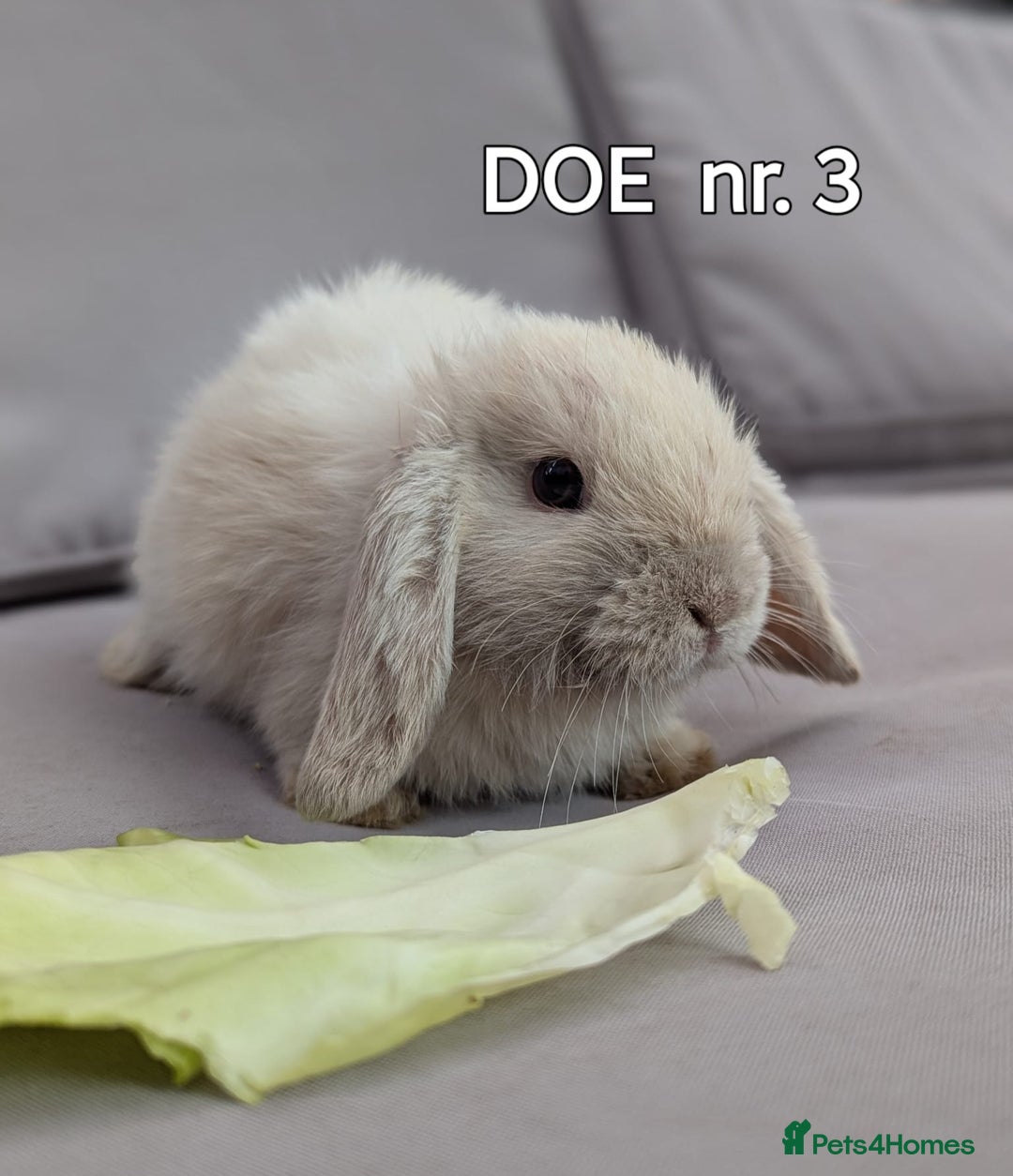 Mini Lop rabbits for sale: CUTE MINI-LOPS - Image 7