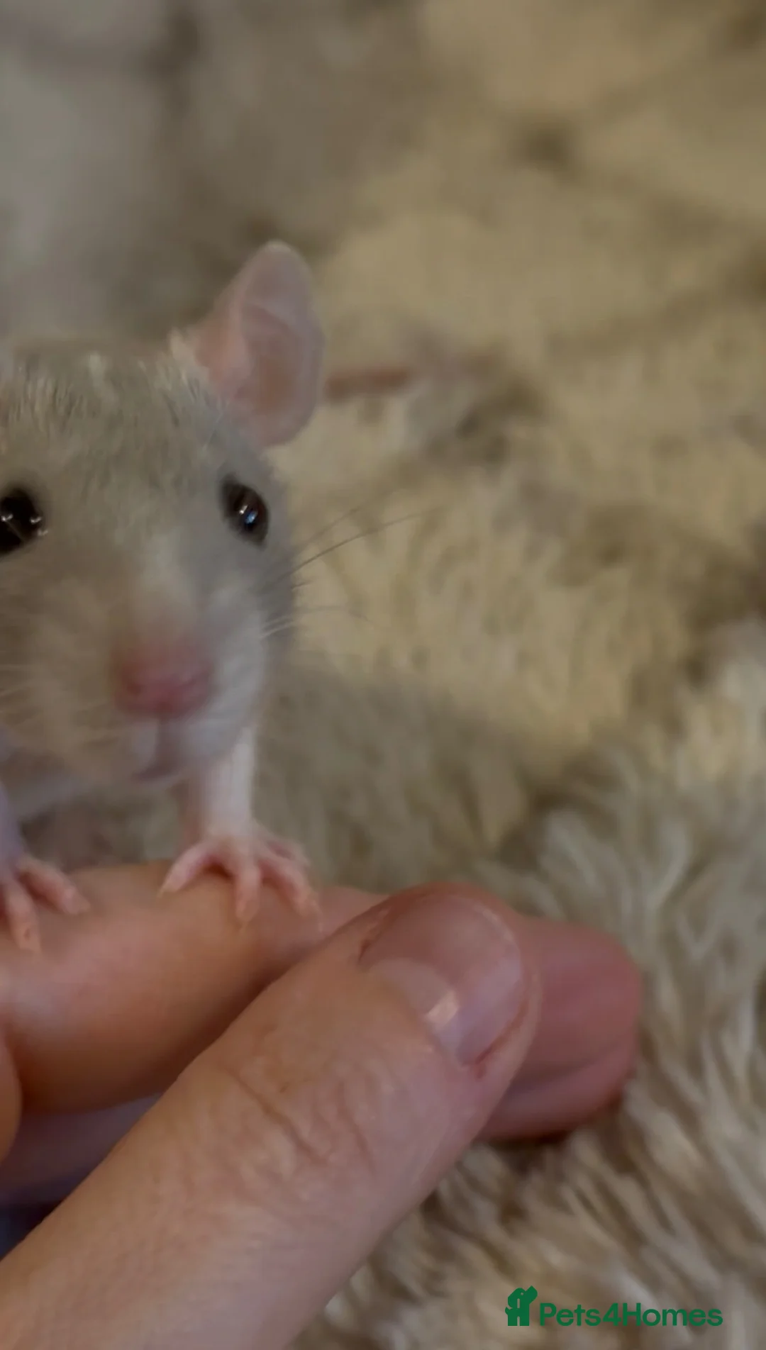 Rat rodents for sale: 🐀 Beautiful Rat Kitts 🐁 ** Available now ** - Advert 23