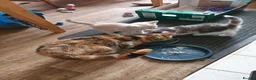 Mixed Breed cats for sale: Last of the Summer Kits - Advert 7