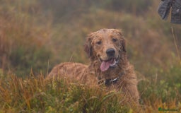 Golden Retriever dogs for stud: Raystone Westnab (Chase), Working, Family Pet  - Advert 13