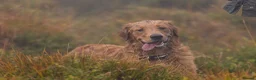 Golden Retriever dogs for stud: Raystone Westnab (Chase), Working, Family Pet  - Advert 13