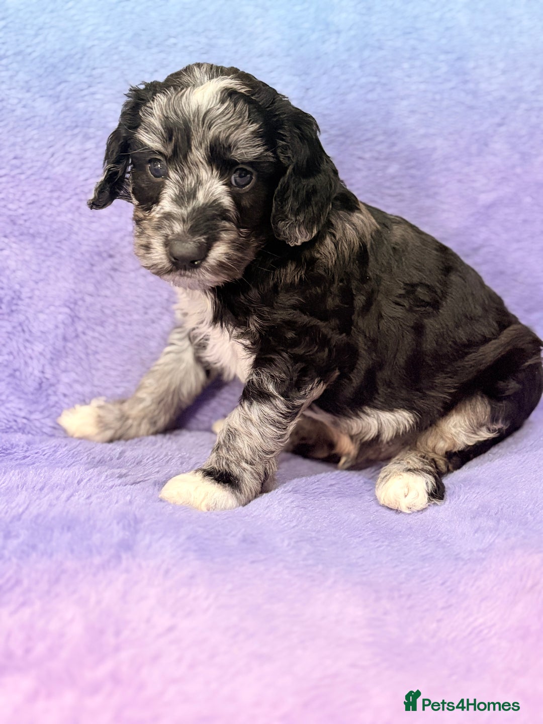 Mini Goldendoodle dogs for sale: Gorgeous Mini Goldendoodles By Therapy Asst Mom - Image 5