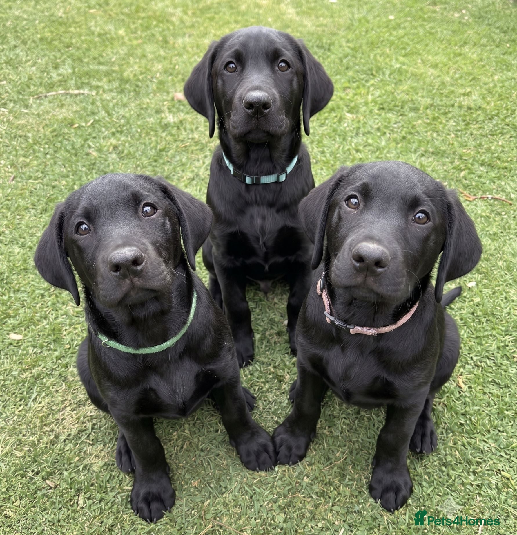 Labrador Retriever dogs 11wk Fully Vac KC Lab Boys - Elite FTCh, Trained - Advert 1