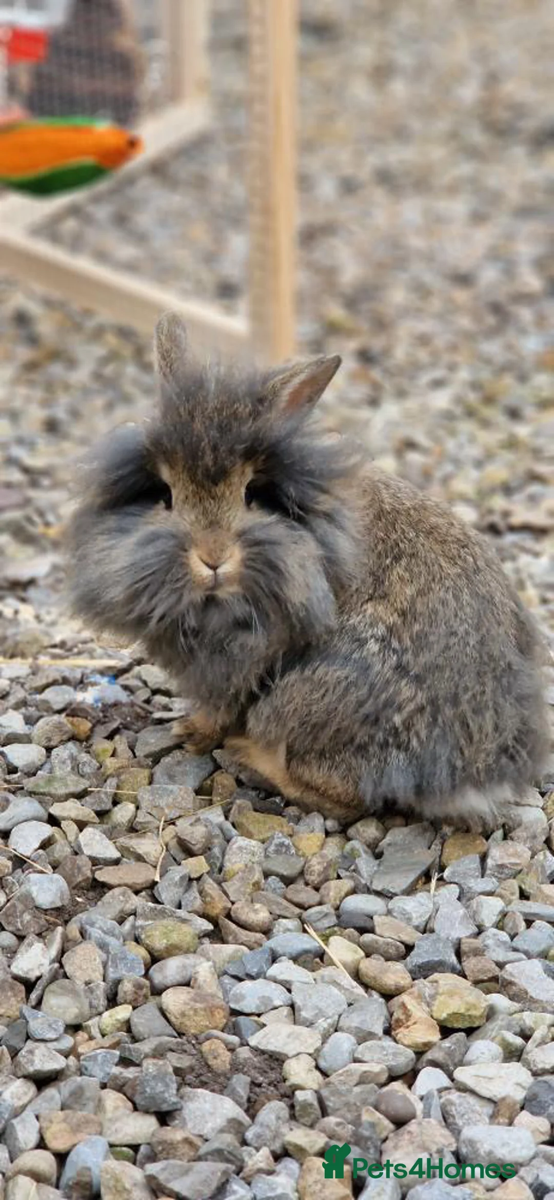 Lionhead rabbits for sale: Lionhead rabbits for sale - Advert 3