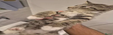 Tabby white