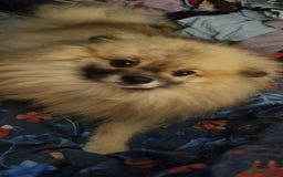 Pomeranian dogs for sale: Pomeranian  - Image 5
