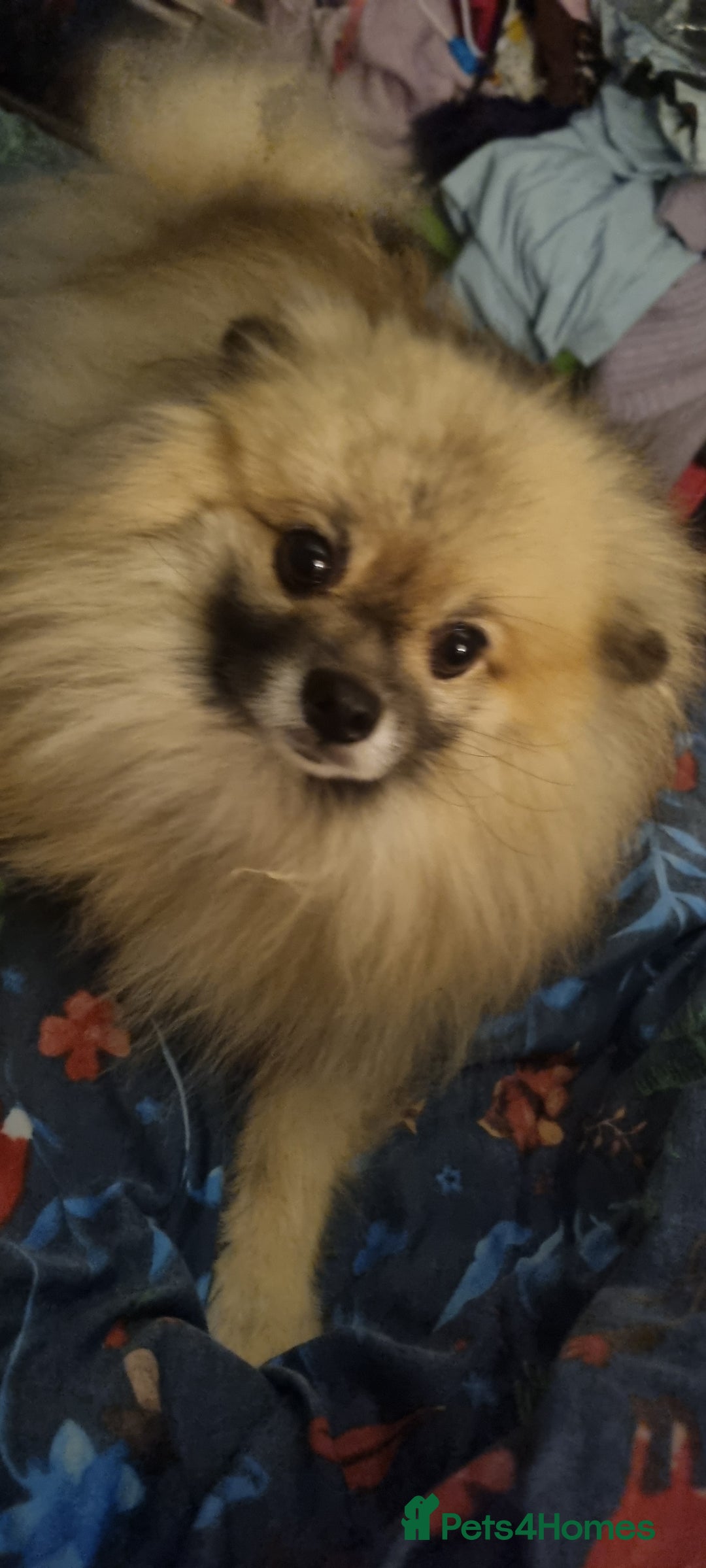 Pomeranian dogs for sale: Pomeranian  - Image 5