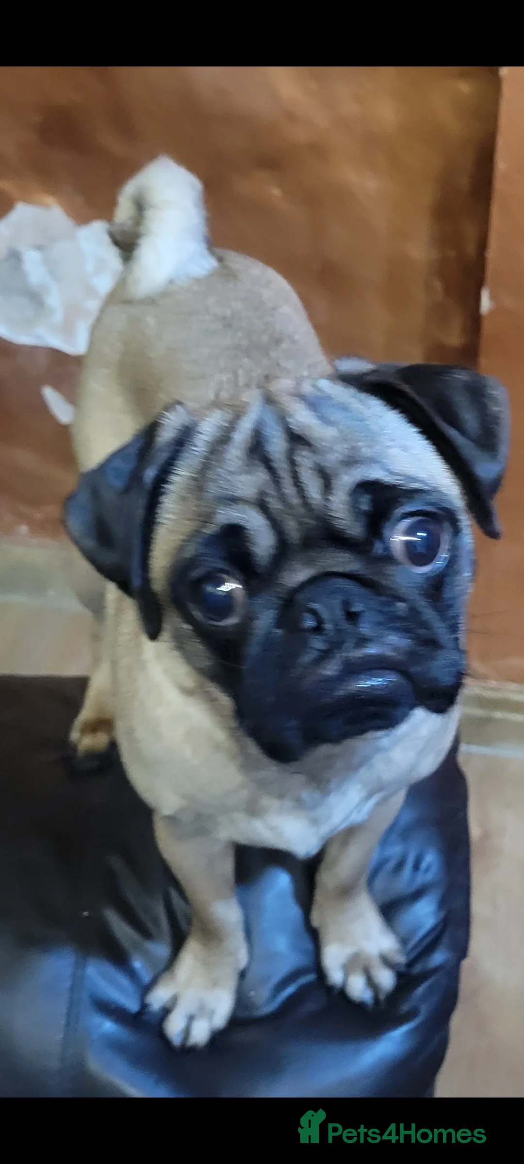 Pug dogs for sale: Last 3 adorable pug babies - Advert 2