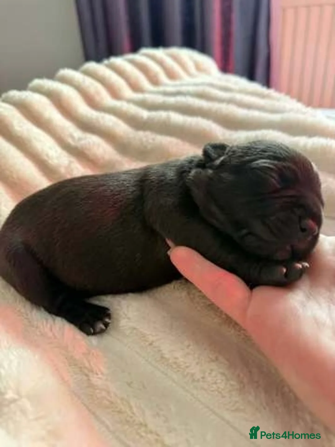 Staffordshire Bull Terrier dogs for sale: Stunning 100% Outstanding Staffy Puppies  - Advert 9