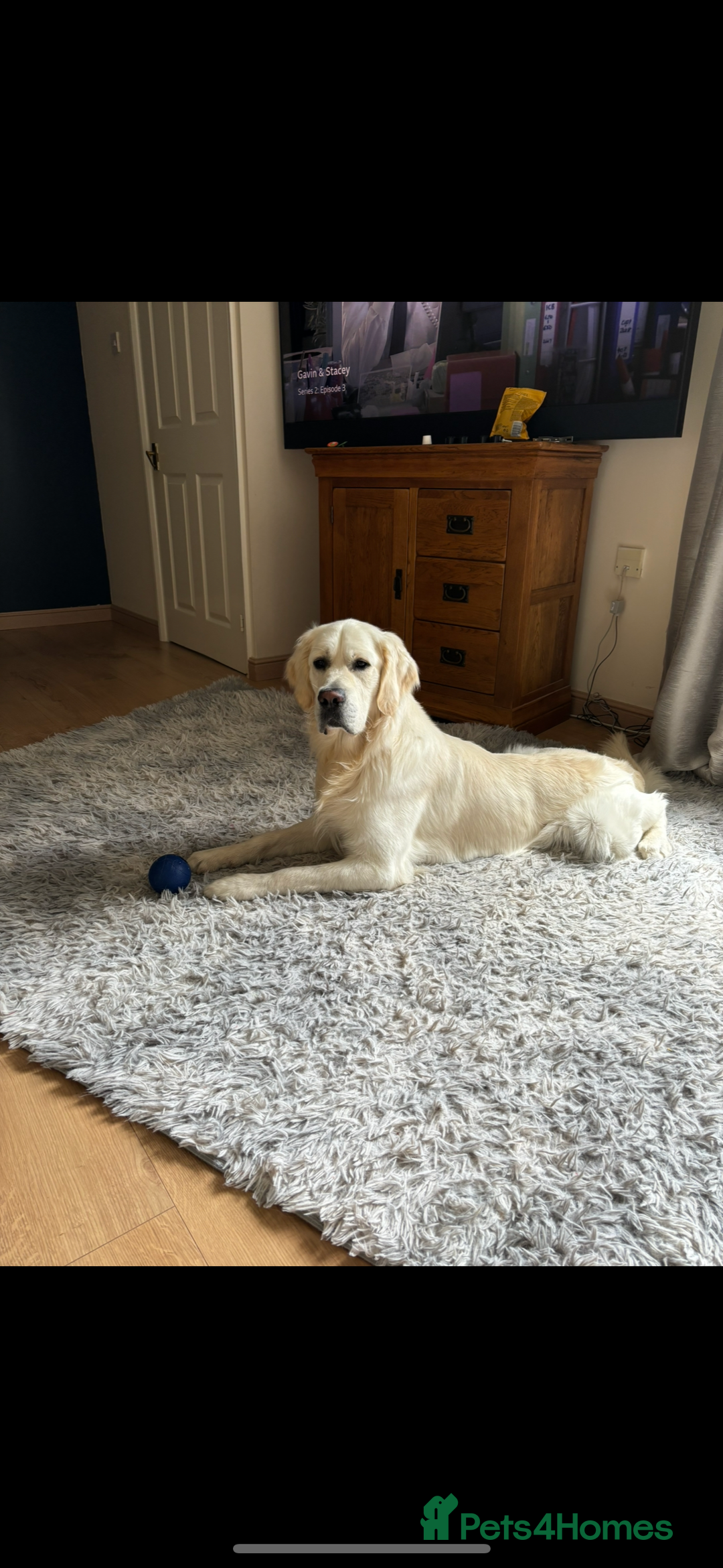 Golden Retriever dogs for stud: For stud - Advert 6