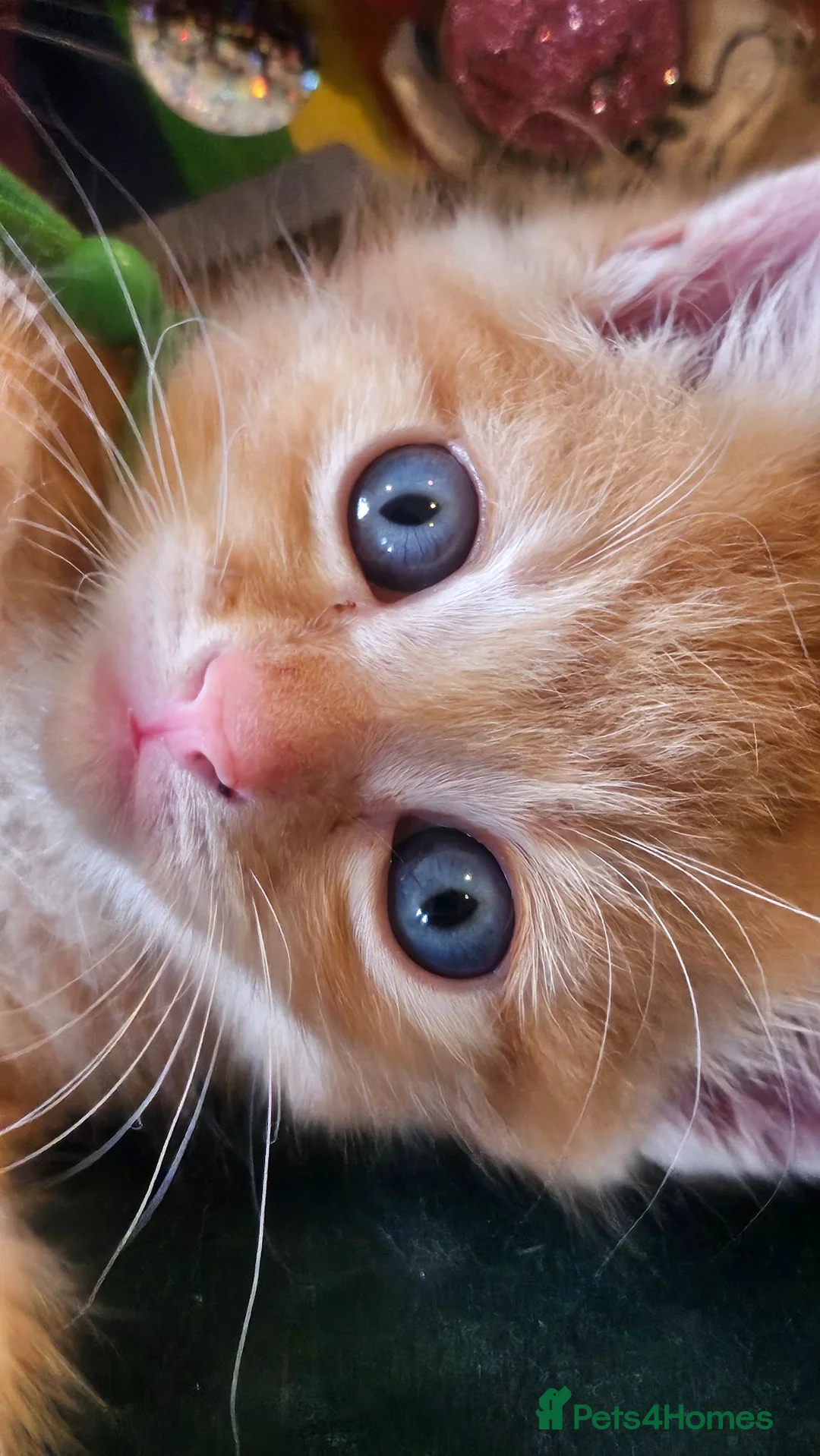 Mixed Breed cats for sale: 6 kittens. Mixed Maincoon and Persian  in Newbury - Advert 19