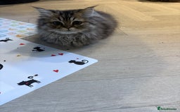 Persian cats for sale: Beautiful loving Persian Boy - Image 4