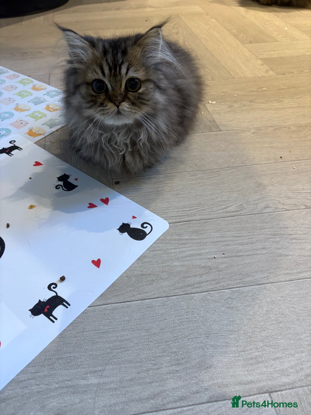 Persian cats for sale: Beautiful loving Persian Boy - Image 4