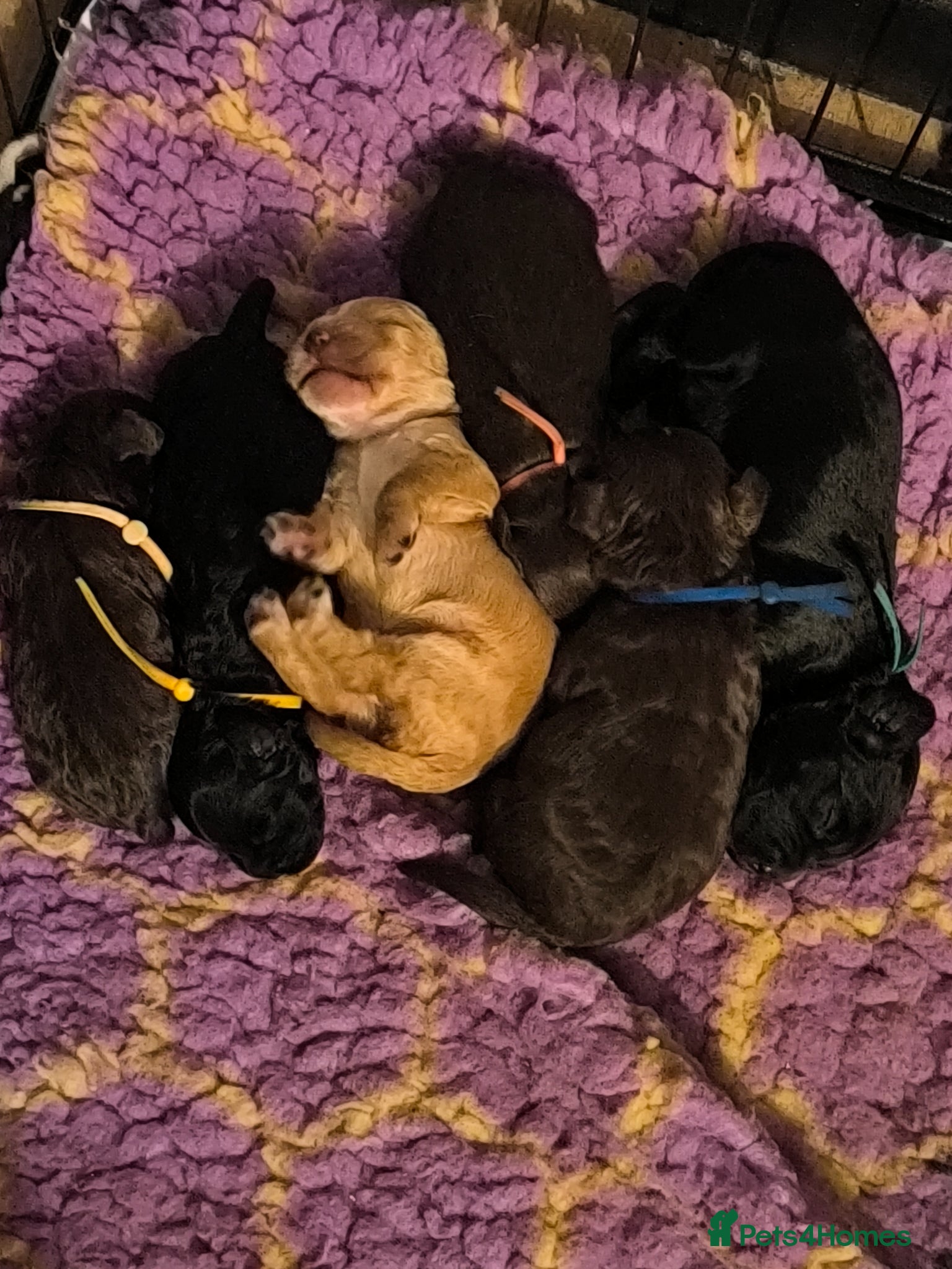 Cockapoo dogs  6 Gorgeous Cockapoo Puppies  - Advert 11