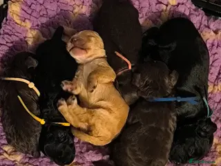 Cockapoo dogs 6 Gorgeous Cockapoo Puppies - Advert 11