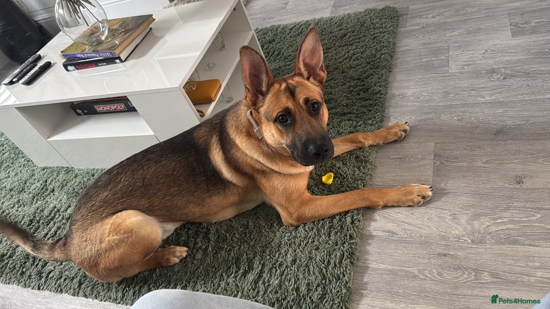 Mixed Breed dogs for sale: STORM - Image 3