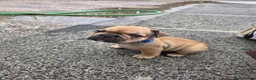 French Bulldog dogs for sale: French bulldog pups kc reg in Carrickfergus - Advert 10