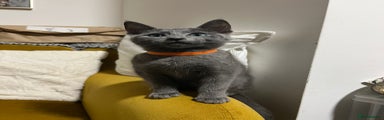 Russian Blue Kitten 2