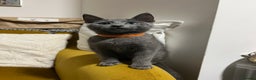 Russian Blue cats for sale: Gorgeous Championship Russian blue kittens  - Advert 6