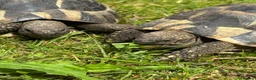 Tortoise reptiles for sale: Two hermans - Advert 7