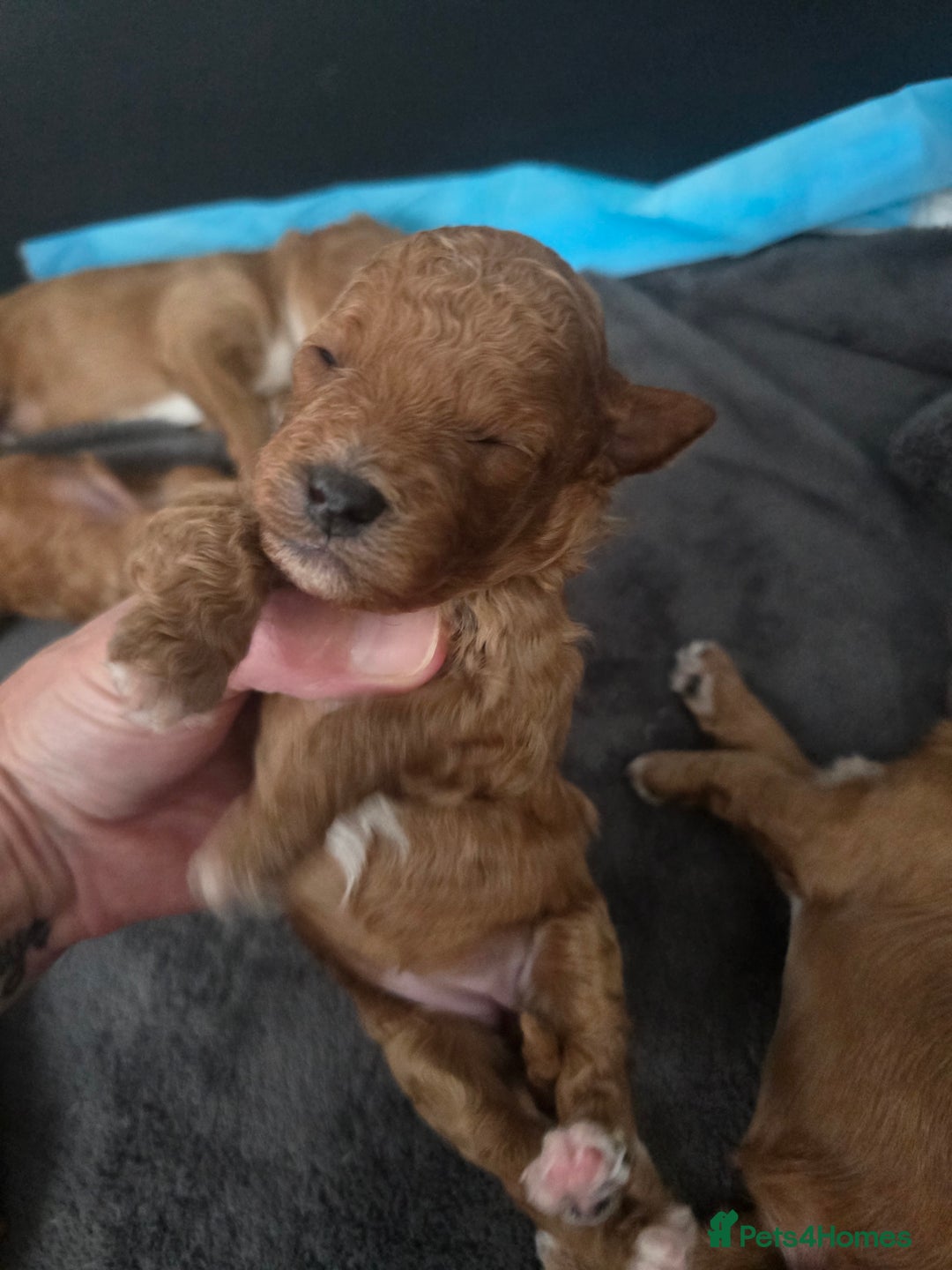 Cavapoo dogs for sale: Miniature F1B Cavapoo puppies 1 Left - Image 23