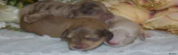 Miniature Dachshund dogs for sale: KC Long Coat Miniature Dachshund Puppies - Advert 20