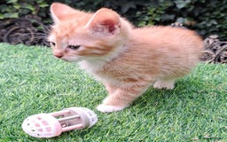 Mixed Breed cats for sale: Gorgeous Ginger Maine Coon x Kittens - Image 15
