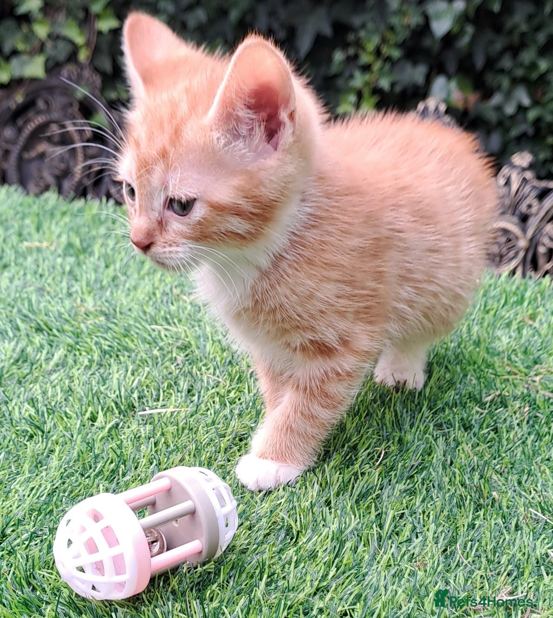 Mixed Breed cats for sale: Gorgeous Ginger Maine Coon x Kittens - Image 15