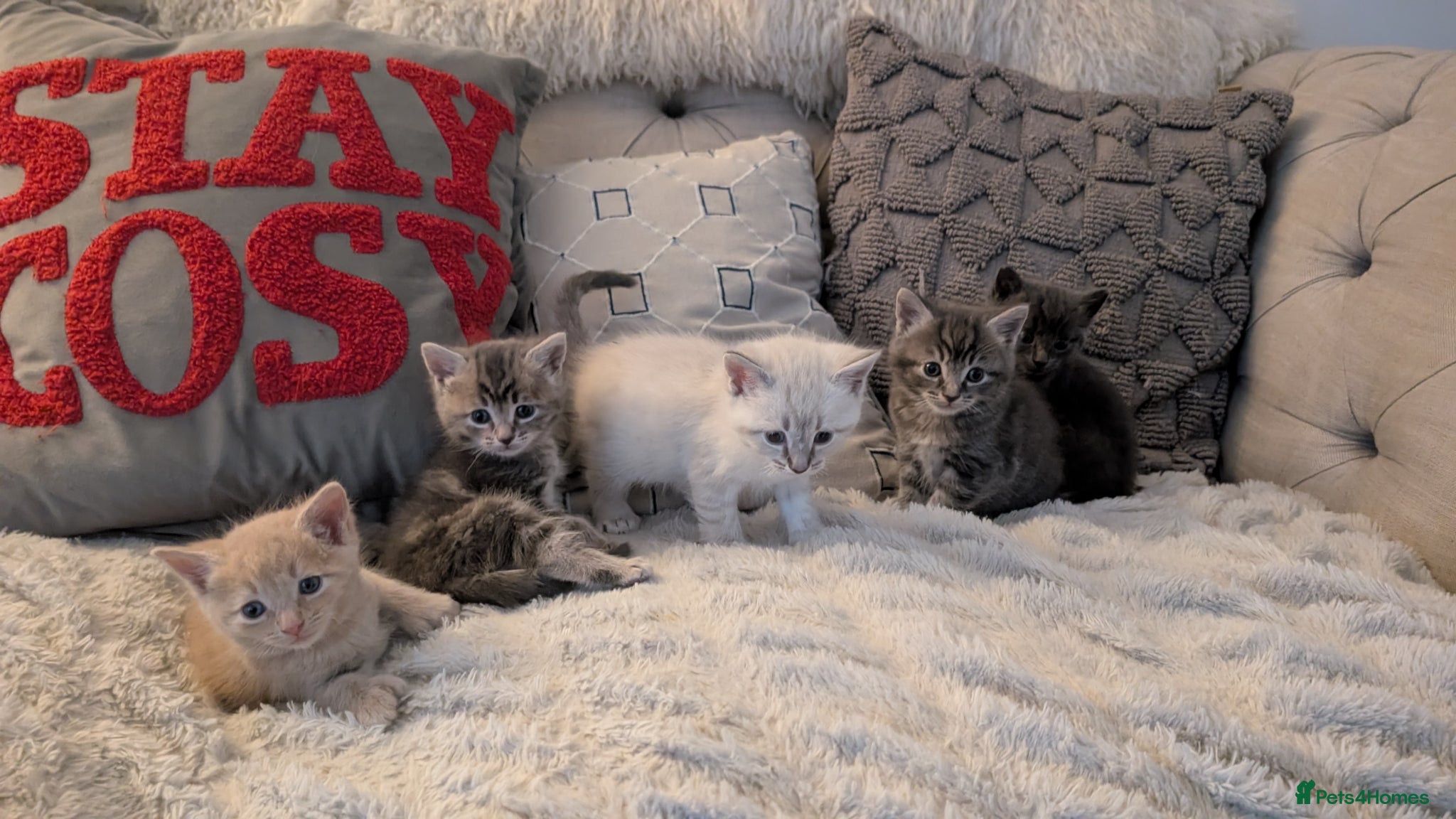 Ragcoon cats Beautiful Ragcoon / Bengal kittens  - Advert 1