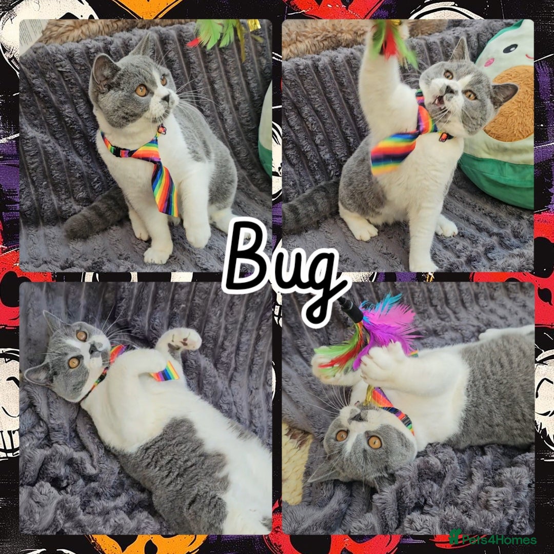 British Shorthair cats for sale: 2 chunky pedigree bsh male kittens - Advert 8