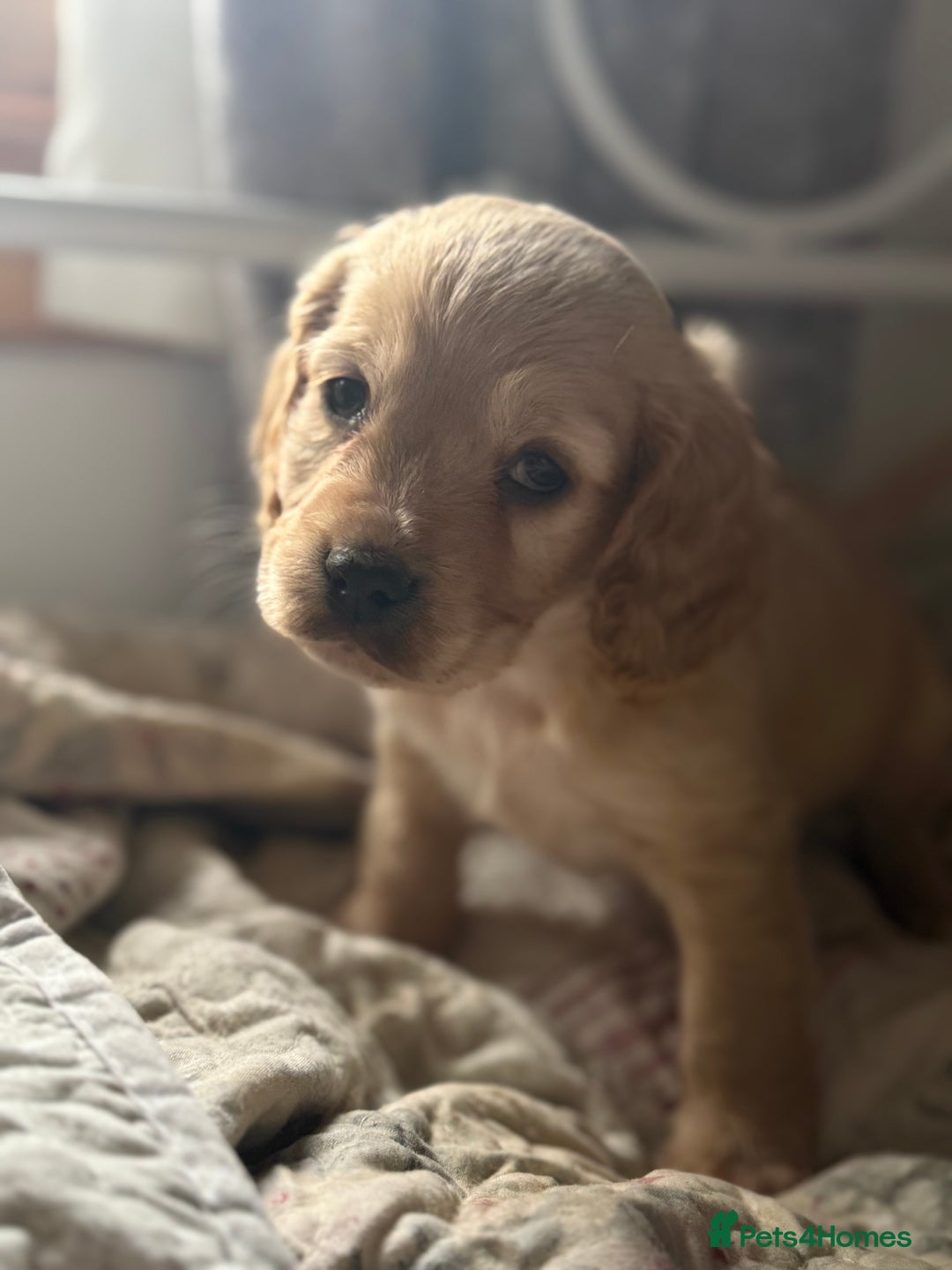 Cocker Spaniel dogs for sale: Beautiful puppies  - Advert 11