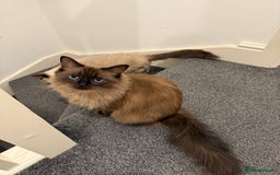 Ragdoll cats for sale: 1 1/2 year old Affectionate ragdoll cat - Advert 4