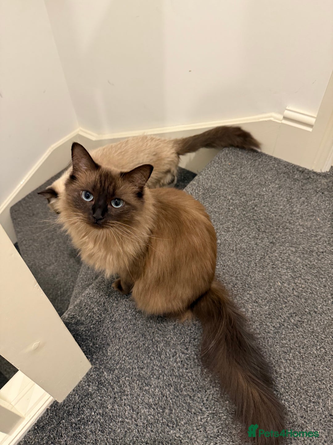 Ragdoll cats for sale: 1 1/2 year old Affectionate ragdoll cat - Advert 4