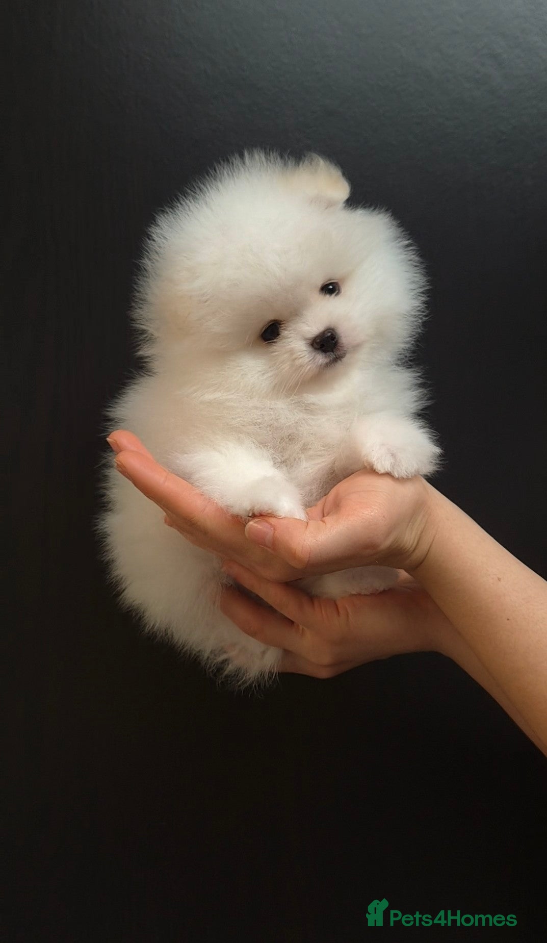 Pomeranian dogs KC Pedigree Pomeranian Puppies - Advert 2